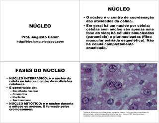 nucleo celular.pdf
